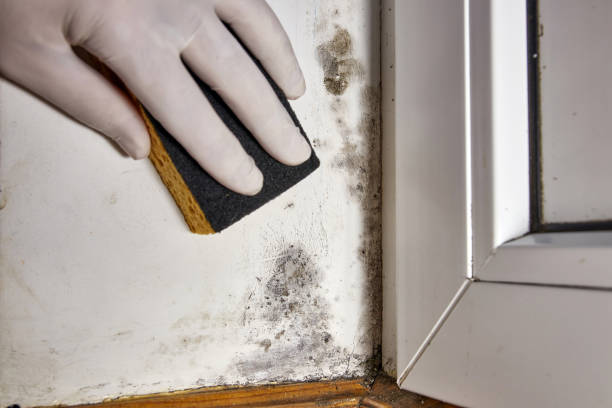 Best Commercial Mold Inspection  in Munday, TX